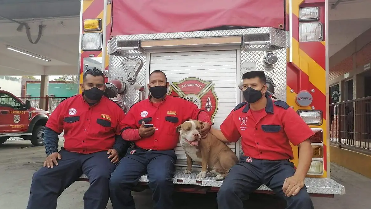 bomberos de torreón rescatan perro